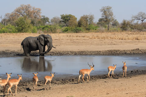 Serengeti Elephant and Antilopes