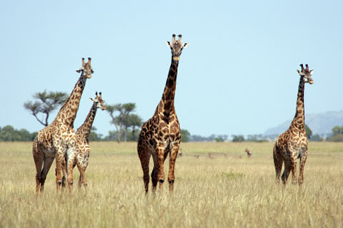 Girafes in The Serengeti