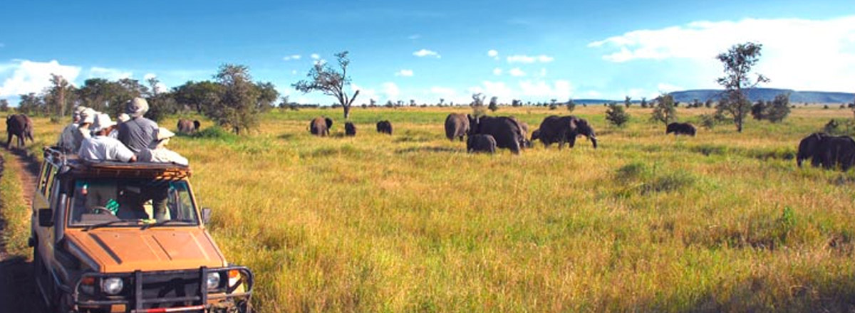 Serengeti Safari