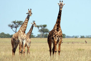 Serengeti Safari
