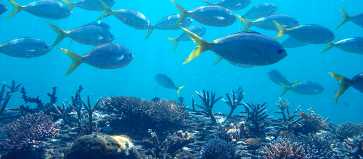 Great Barrier Reef