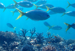 Great Barrier Reef