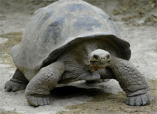 Galapagos Islands Giant Turtle