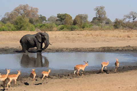 Serengeti Elephant and Antilopes