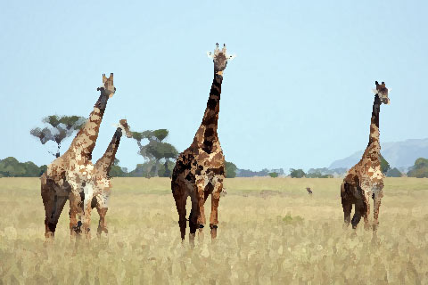 Girafes in The Serengeti