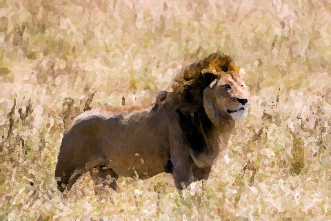 Lion in the Serengati Plain