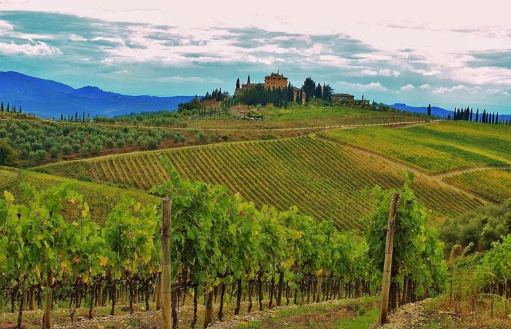 Chianti Vineyard