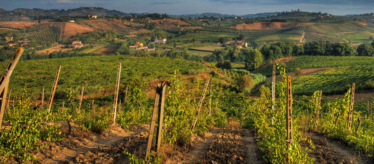 Chianti Vineyards