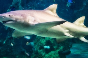Sea Life Sydney Aquarium - Sydney, New South Wales