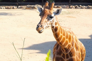 Taronga Zoo - Sydney, New South Wales