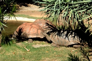 Wild Life Sydney Zoo - Sydney, New South Wales