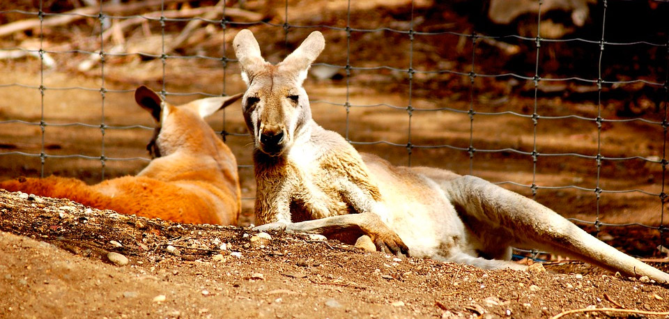 Melbourne Zoo - Goparoo Melbourne Zoo - Goparoo