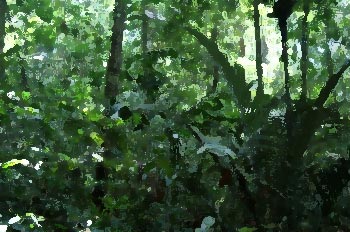 Amazon Tropical Rainforest