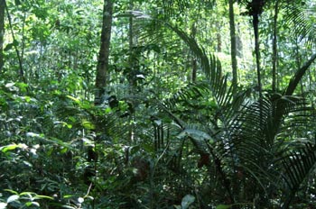 Amazon Tropical Rainforest