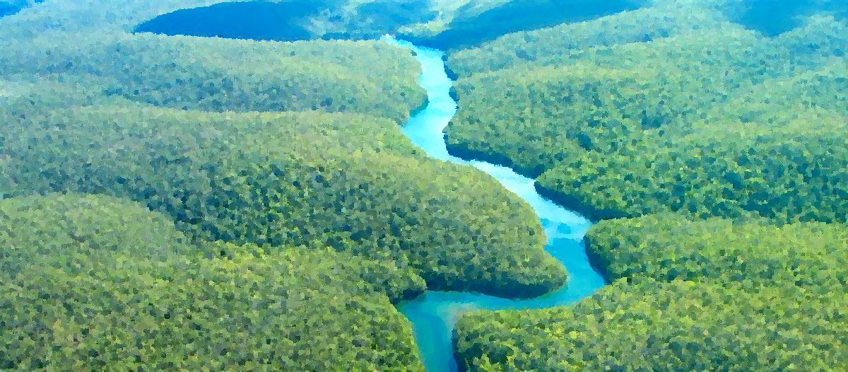 Amazon Rainforest Goparoo