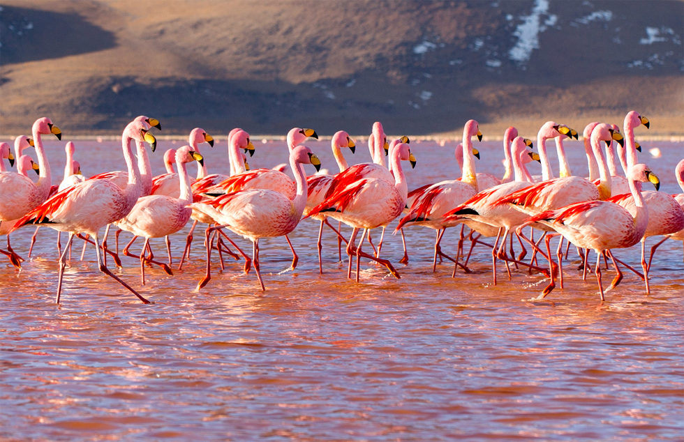 Laguna Colorada Flamingoes Pictures